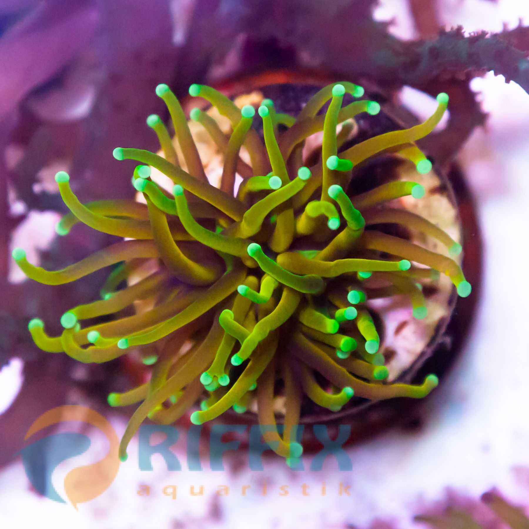 Preview: Euphyllia Glabrescens - Golden Torch - Dragon Soul